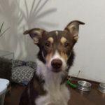 Bethoven - @bethoven_schauerte - Instagram