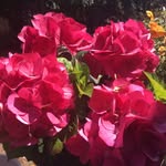 Beth Schierer - @bethschierer - Instagram