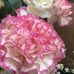 Beth Schierer - Facebook