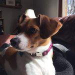 Beth Schwartz - @kira_thedog08 - Instagram