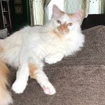 Beth Schwartz - @mrbingleythecat - Instagram