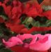 Elizabeth Scully - Facebook