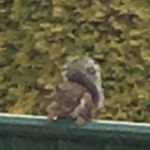 Beth Seager - @b3th.sloth - Instagram