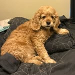 Beth Seeley - @adventurzindoggysittin - Instagram