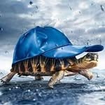 Beth Sheard - @turtletrackz - Instagram
