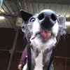 bethshuttleworth09 - @bethshuttleworth09 - TikTok