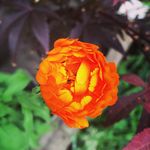 Beth Slater Home - @plant_dreams_grow_magic - Instagram