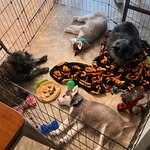 Beth Sparks - @mrs_dr_doolittle - Instagram