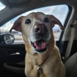 Beth Larsen Stahl - @bstahl508 - Instagram