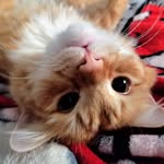 Beth Thomsen - @thomsen_crazy_8 - Instagram