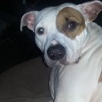 Beth Tompkins - @pettech580.myshopify - Instagram