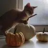 Beth Wightman - @beth.wightman1 - TikTok