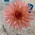 Beth Wolf - @bethwolf2025 - Instagram