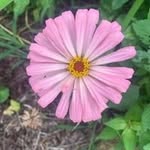 Beth Youngblood - @smartchiksread - Instagram