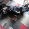 dog liver - @bethancunningham - TikTok