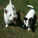 Ruby & Alfie by Bethan Freeman - @ruby_alfie_dogs - Instagram