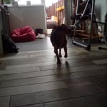 Bethan graham - @dogsand_horses_ - Instagram