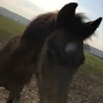Bethan Hill - @gordyandsunny_eq - Instagram