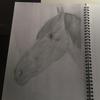 Bethan Hill - @bethan.equestrian1 - TikTok