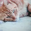 bethanphillips769 - @bethanphillips769 - TikTok