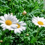Bethany Poole - Facebook