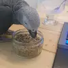 Bethan Powell - @ziggy_the_parrot - TikTok