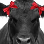 🌸Bethany the angus cow🌸 - @5starzz_anguscow - Instagram