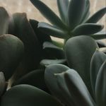 Bethany Carmichael - @bloomingwithlifefarm - Instagram