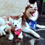 Bethany and Casper - @fourpointedears - Instagram