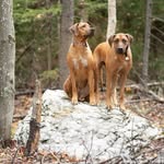 Bethany Cavanagh - @lifeisbetterwithridgebacks - Instagram