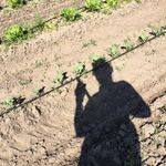 Bethany Chamberlain - @pea_gravel - Instagram