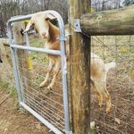 Bethany Cope - @humblebeeacres - Instagram