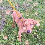 bethany Cureton Phillips - @beth_dogs - Instagram