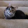 Bethany Downing - @bethanydowning340 - TikTok