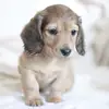 Bethany - @bethanythedoglover - TikTok