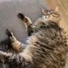 bethany gonzalez roman - @bethany2blessed - TikTok