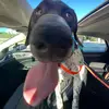 Beth G - @bethany.good1 - TikTok