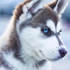 Bethany Hadden - @husky79 - TikTok