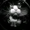 BethanyHood - @myra3125dcn - TikTok