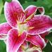 Beth Kelsey - Facebook