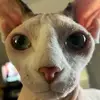user4316220816861 - @bethanykinder2 - TikTok