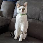 Bethany Kitzman - @bethanykitzmani - Instagram