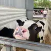 bethanykramer71 - @bethany.kramer2 - TikTok