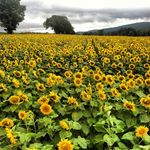 Bethany Laird - @head_acre_farm - Instagram