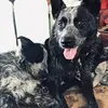 Bethany Nicholson - @blue_heelerdogs - TikTok