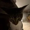 bethanyponders - @bethanyponders - TikTok