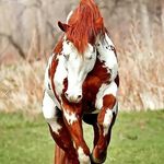 Bethany pringle - @pringle_equestrian - Instagram
