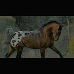 bethany pringle - @wolf_horse_lover - Instagram
