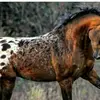 pringle_equestrian - @bethanypringle06 - TikTok