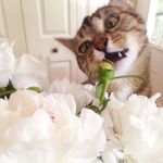 Bethany Kopp - @bethanyrainbow - Instagram
